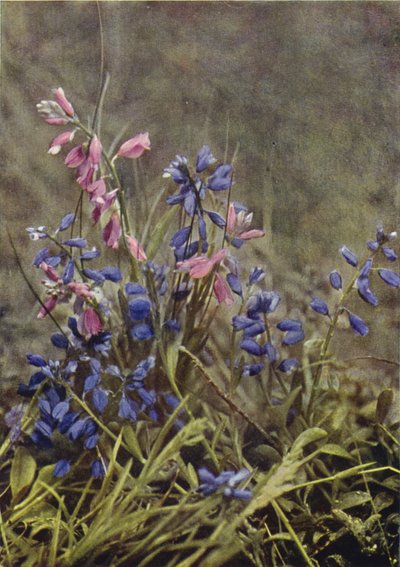 Vilda blommor: Mjölkört (färgfoto) av Charles Essenhigh Corke