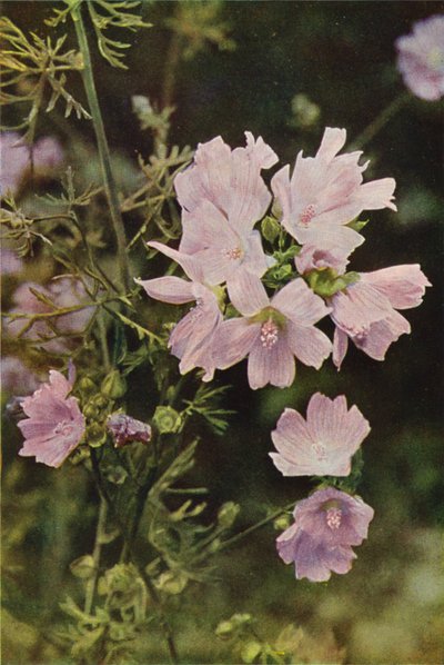 Vilda blommor: Myskmalva (färgfoto) av Charles Essenhigh Corke