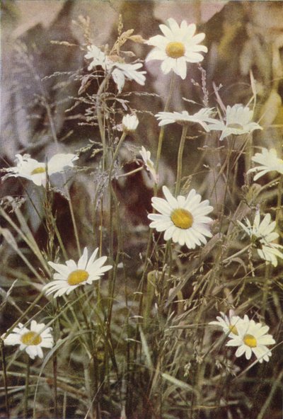 Vilda blommor: Ox-Eye Daisy (färgfoto) av Charles Essenhigh Corke
