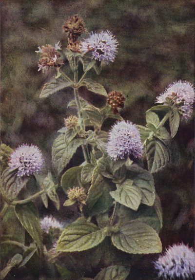 Vilda blommor: Peppar-Mint (färgfoto) av Charles Essenhigh Corke