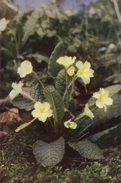 Vilda blommor: Primrose (färgfoto) av Charles Essenhigh Corke