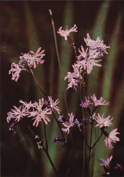 Vilda blommor: Ragged Robin (färgfoto) av Charles Essenhigh Corke