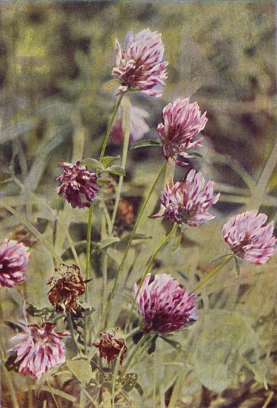 Vilda blommor: Rödklöver (färgfoto) av Charles Essenhigh Corke