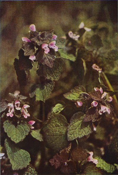 Vilda blommor: Red Dead Nettle (färgfoto) av Charles Essenhigh Corke