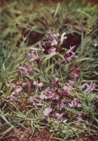 Vilda blommor: Red Rattle (färgfoto) av Charles Essenhigh Corke