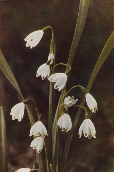 Vilda blommor: Snowflake (färgfoto) av Charles Essenhigh Corke