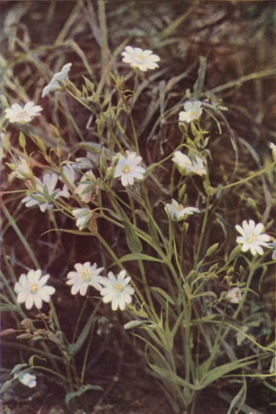Vilda blommor: Stitchwort (färgfoto) av Charles Essenhigh Corke