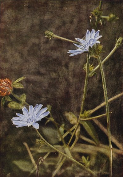 Vilda blommor: Succory (färgfoto) av Charles Essenhigh Corke