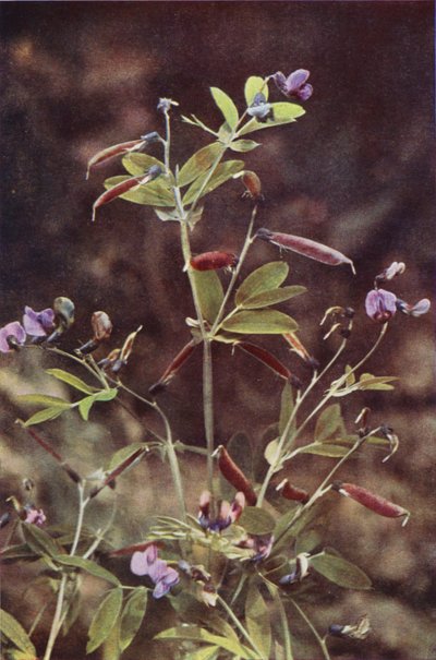 Vilda blommor: Tuberous Bitter Pea (färgfoto) av Charles Essenhigh Corke