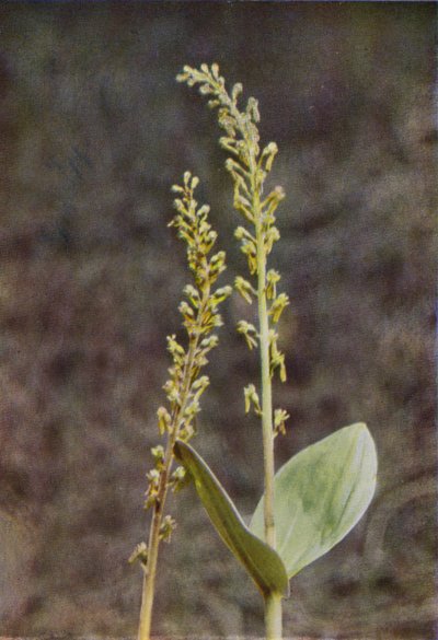 Vilda blommor: Twayblade (färgfoto) av Charles Essenhigh Corke