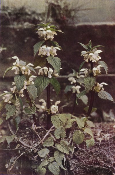 Vilda blommor: White Deadnettle (färgfoto) av Charles Essenhigh Corke
