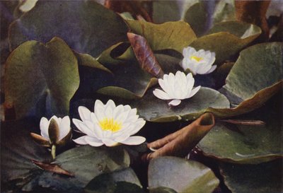 Vilda blommor: Vit näckros (färgfoto) av Charles Essenhigh Corke