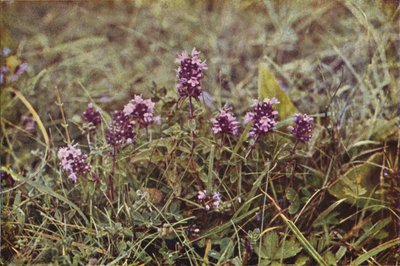 Vilda blommor: Vild Timjan (färgfoto) av Charles Essenhigh Corke