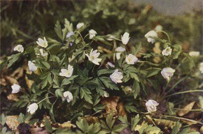 Vilda blommor: Anemone (färgfoto) av Charles Essenhigh Corke