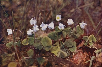 Vilda blommor: Wood Sorrel (färgfoto) av Charles Essenhigh Corke