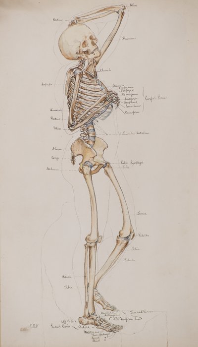 Studera [Human skeleton (bones captioned)], c.1884 (akvarell) av Charles Gustav Louis Phillips