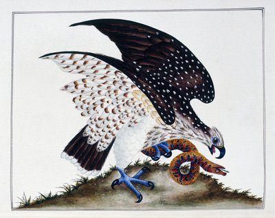 Rovfågel med orm, 1808-21 av Charles Hayes