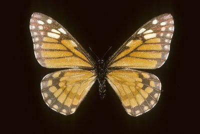 Baronia brevicornis av Augustus Kollner