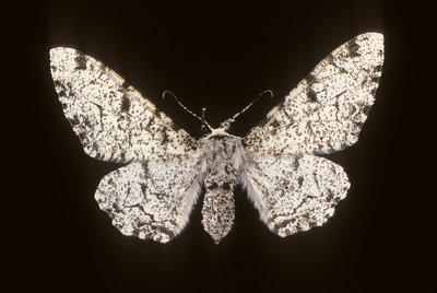 Betularia biston/Björk Phalene av Augustus Kollner