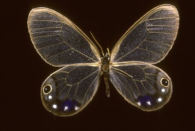 Cithaerias esmeralda/Esmeralda av Augustus Kollner