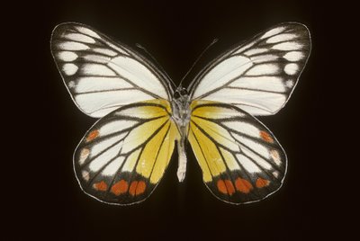Delias hyparete/Man av Augustus Kollner