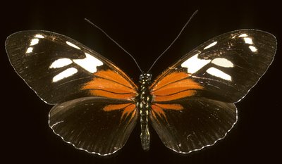 Heliconius burneyi catherina/Heliconie av Augustus Kollner