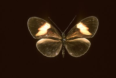 Heliconius melpomene/Heliconie melpomene av Augustus Kollner