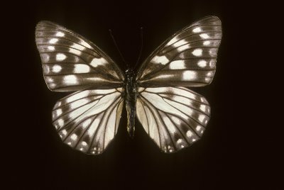Hestina japonica av Augustus Kollner