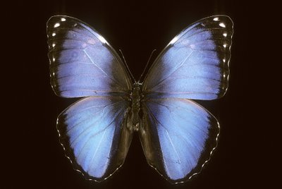 Morpho vitrea av Augustus Kollner