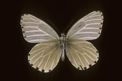 Mylothris humblot av Augustus Kollner