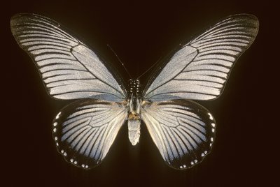 Papilio zalmoxis/Segelbåt blå av Augustus Kollner