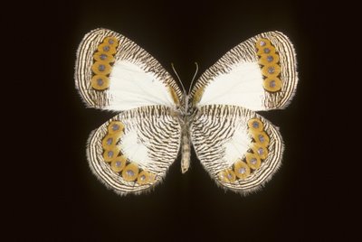 Physcaeneura leda av Augustus Kollner