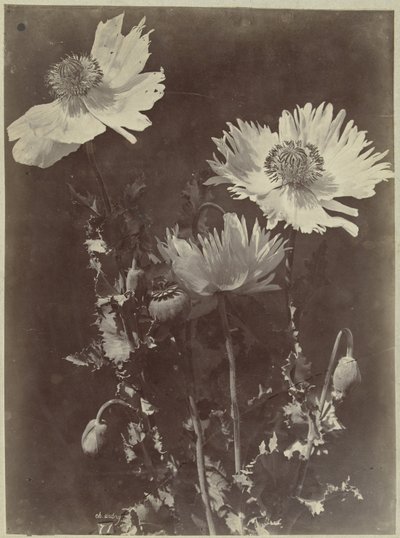 Blomsterstilleben med vallmo av Charles Hippolyte Aubry
