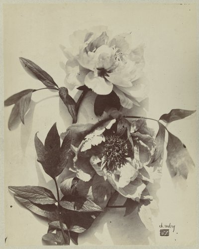 Blomsterstilleben med pioner av Charles Hippolyte Aubry