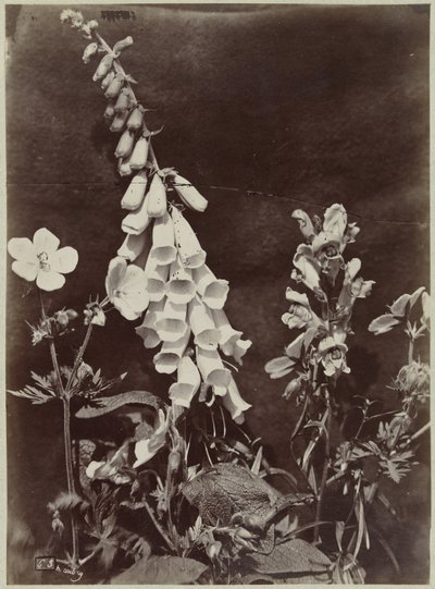 Blomma stilleben med fingerborgshandske av Charles Hippolyte Aubry