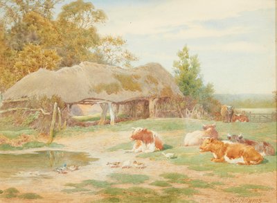 Nötkreatur vilar (akvarell) av Charles James Adams