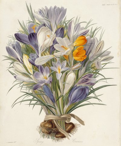 Spring Crocuses, tallrik från Transactions of the Horticultural Society, London, volym VII, 1830 (handfärgad gravyr) av Charles John Robertson