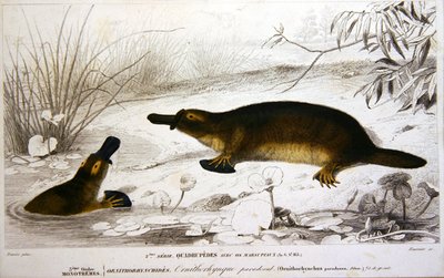 Platypi, illustration från 