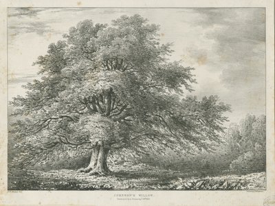 Lichfield - ["Dr. Johnson"s"] Willow Tree: litografi, nd [1789-1850] av Charles Joseph Hullmandel