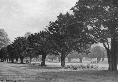 The Yews at Hampton Court To-Day (s/v foto) av Charles Latham