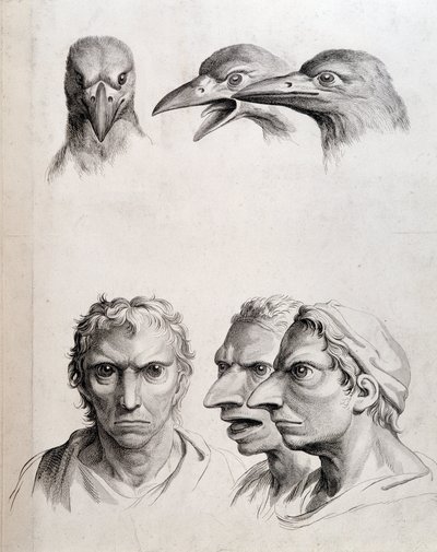 Profiler av fågel och "man-bird (man-bird)" - av Lebrun, i "" Behandlingar av människans fysionomi jämfört med djurens"" av Charles Le Brun