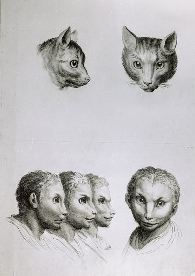 Likheter mellan huvudet på en katt och en man, från "Porträttbok för dem som börjar rita" av Le Brun av Charles Le Brun
