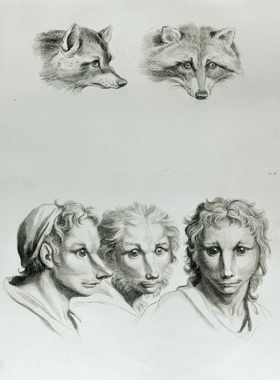Likheter mellan huvudet på en räv och en man, från "Porträttbok för dem som börjar rita" av Le Brun av Charles Le Brun