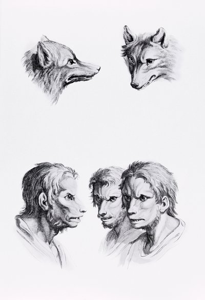 Likheter mellan huvudet på en varg och en man, från "Porträttbok för dem som börjar rita" av Le Brun av Charles Le Brun