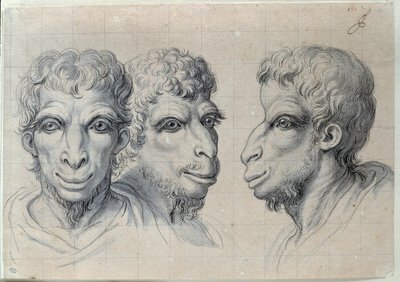 Studier av tre mäns huvuden som påminner om kamelens fysionomi Teckning av Charles Lebrun (Le Brun) (1619-1690) 1600-talet. Dämpa. 0,22x0,32 m. Paris, Louvren av Charles Le Brun