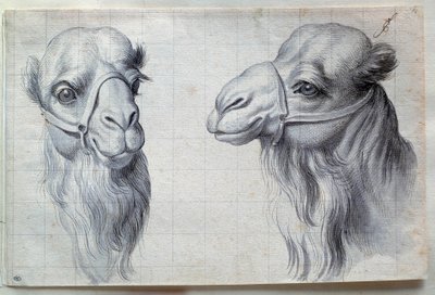 Studier av två kamelhuvuden Teckning av Charles Lebrun (Le Brun) (1619-1690) 1600-talet. Dämpa. 0,22x0,32 m. Paris, Louvren av Charles Le Brun