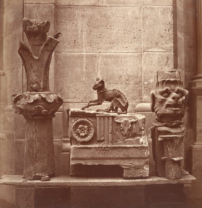 Den mumifierade katten som hittades i utgrävningarna av Saint-Germain-en-Laye, ca. 1862. av Charles Marville