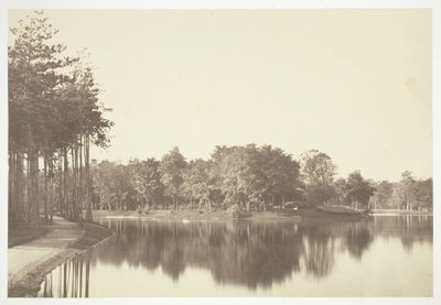 Utan titel, c. 1850. [Träd nära vatten i Bois de Boulogne, en park i Paris]. av Charles Marville