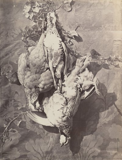 [Stilleben med viltfåglar], 1859. av Charles Nègre