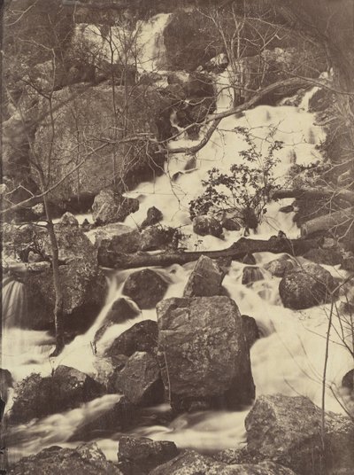 [Träd och vattenfall], 1860-65. av Charles Nègre